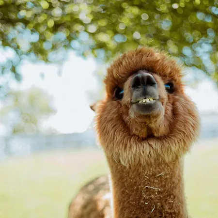 Lejlighed Carolina Luxury