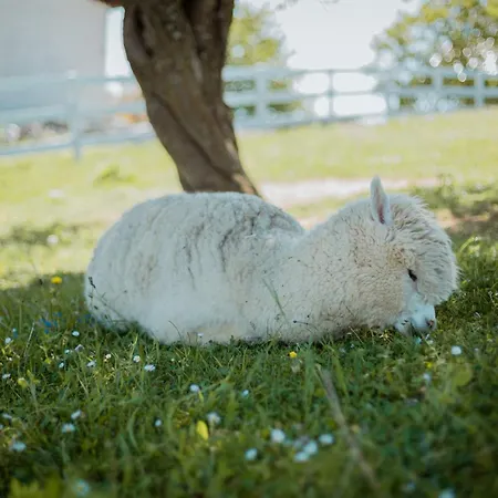 Carolina Luxury * Rogašovci