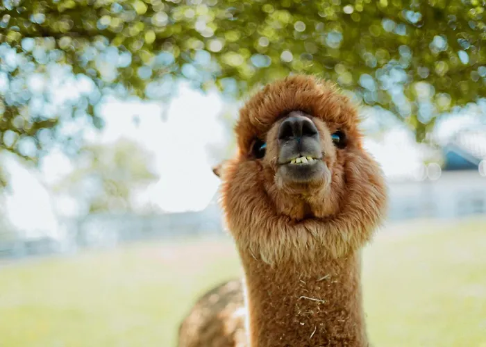 شقة Carolina Luxury