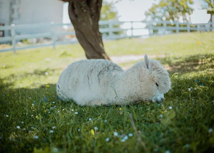 Carolina Luxury * Rogašovci